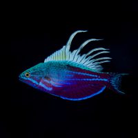 Underwater Tour - Fish - Richard Smith