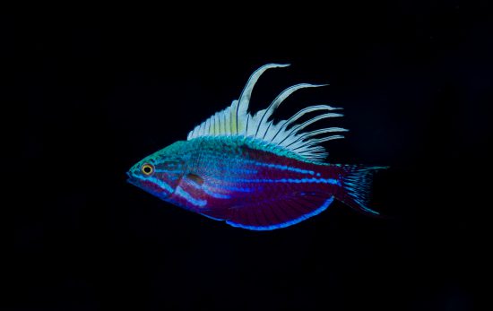 Underwater Tour - Fish - Richard Smith
