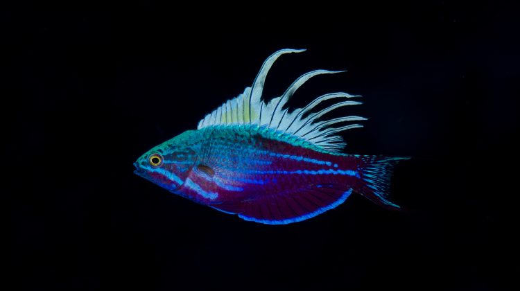 Underwater Tour - Fish - Richard Smith