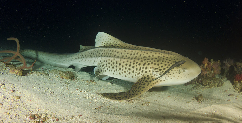 leopard shark in tobia arba night dive
