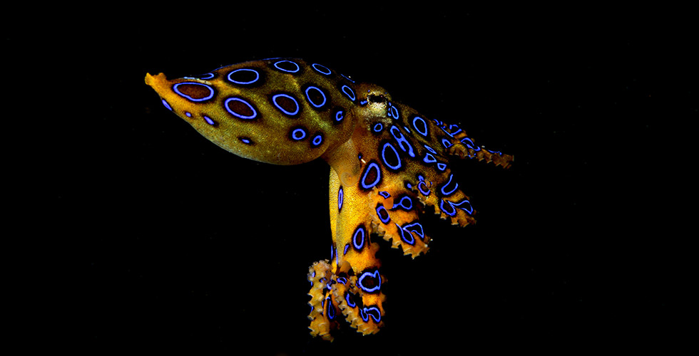 blue ringed octopus night diving nudi falls