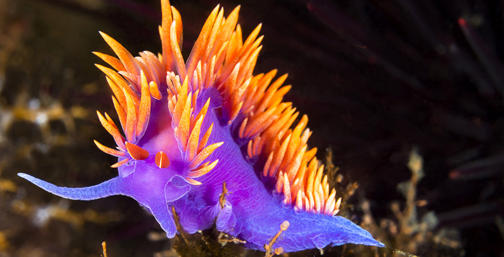 purple nudibranch fluorescent night dive