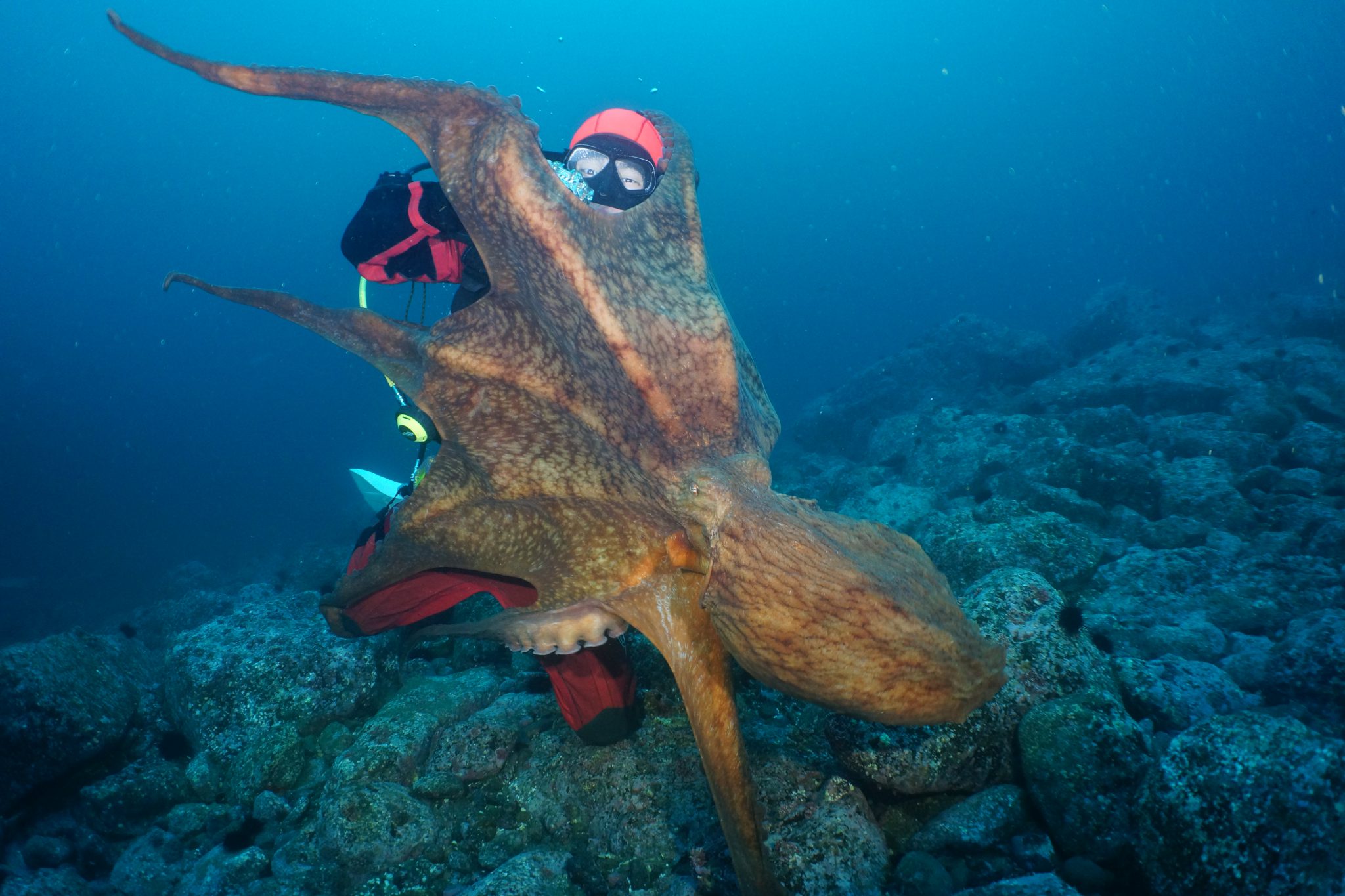 shakotan giant octopus2