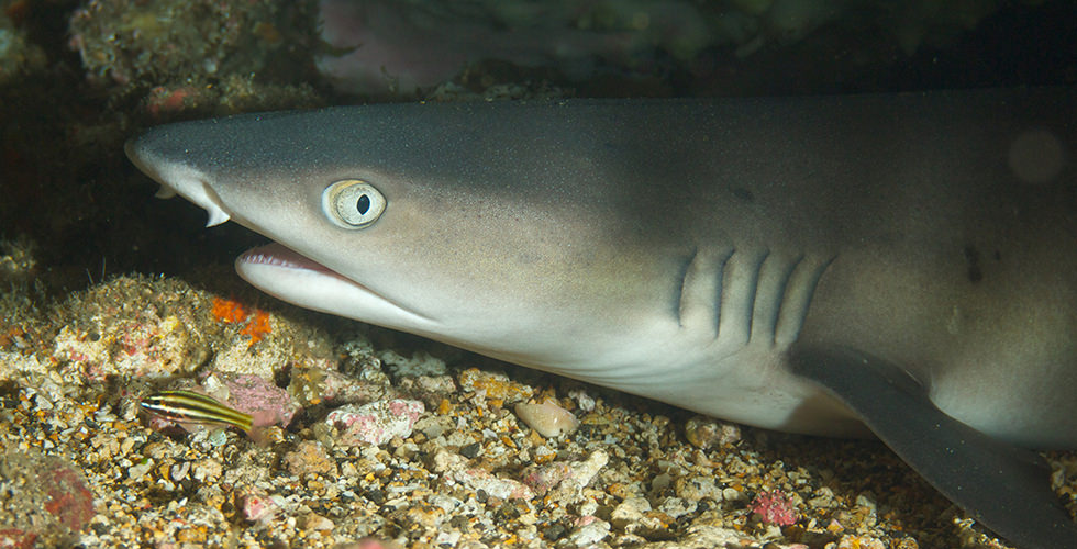 shark manuelita shallows night diving