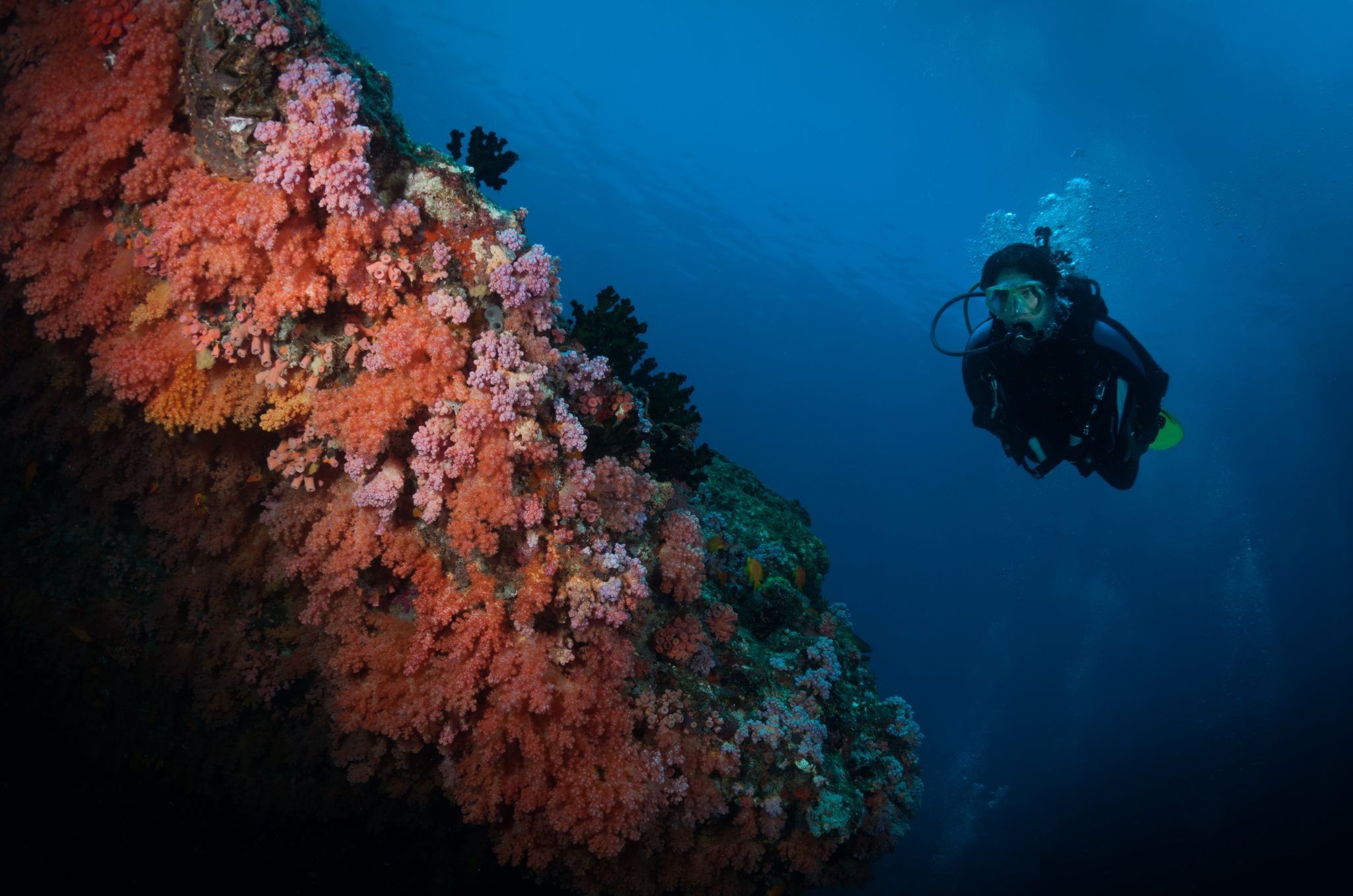 A diver swimming along a coral-encrusted wall at Ari Atoll in the Maldives, one of the best travel destinations in January