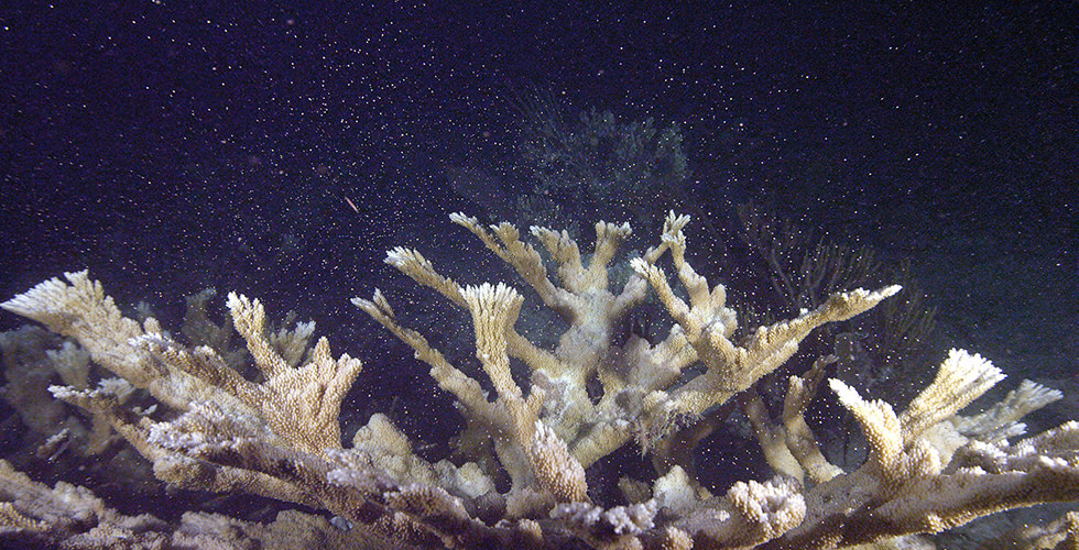 staghorn coral scene night diving