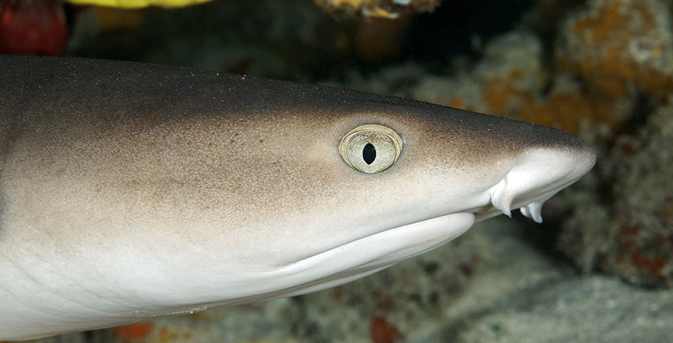 close up of a whitetip reef shark