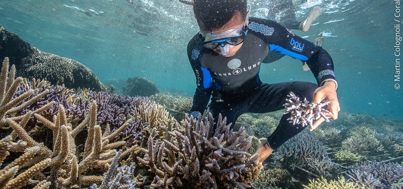 La transplantation de corail peut-elle sauver nos récifs ?