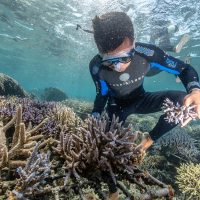 Coral Gardener