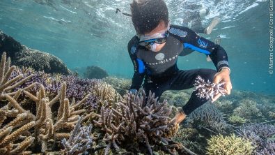 Coral Gardener