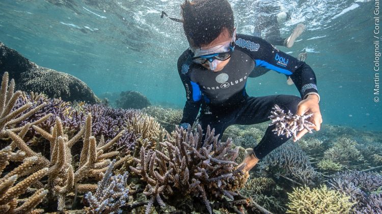 Coral Gardener