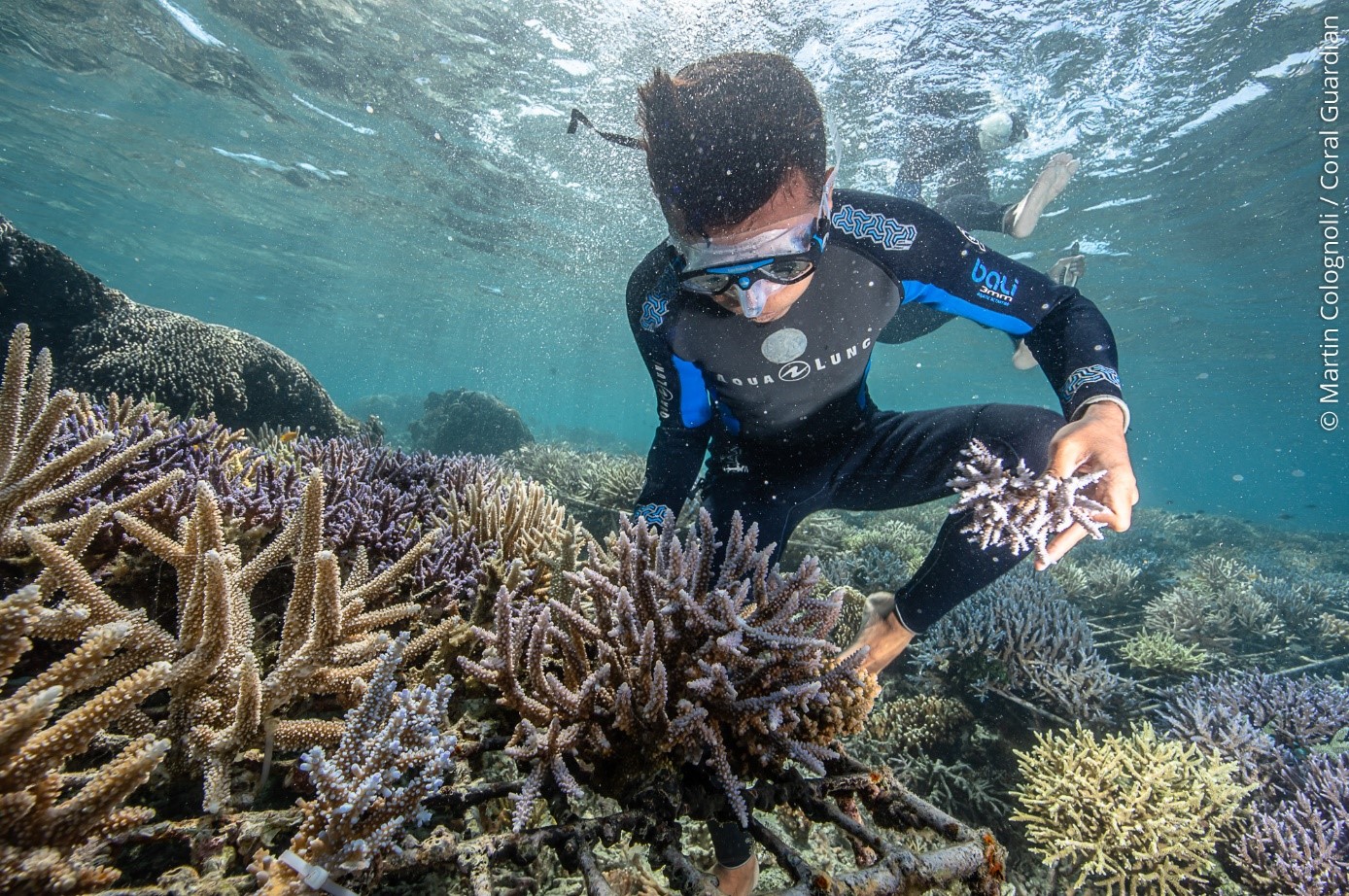 Will Coral Gardening Save Our Reefs