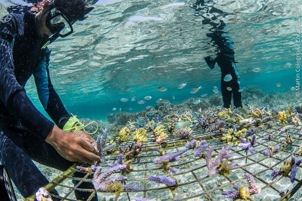 Coral Gardening