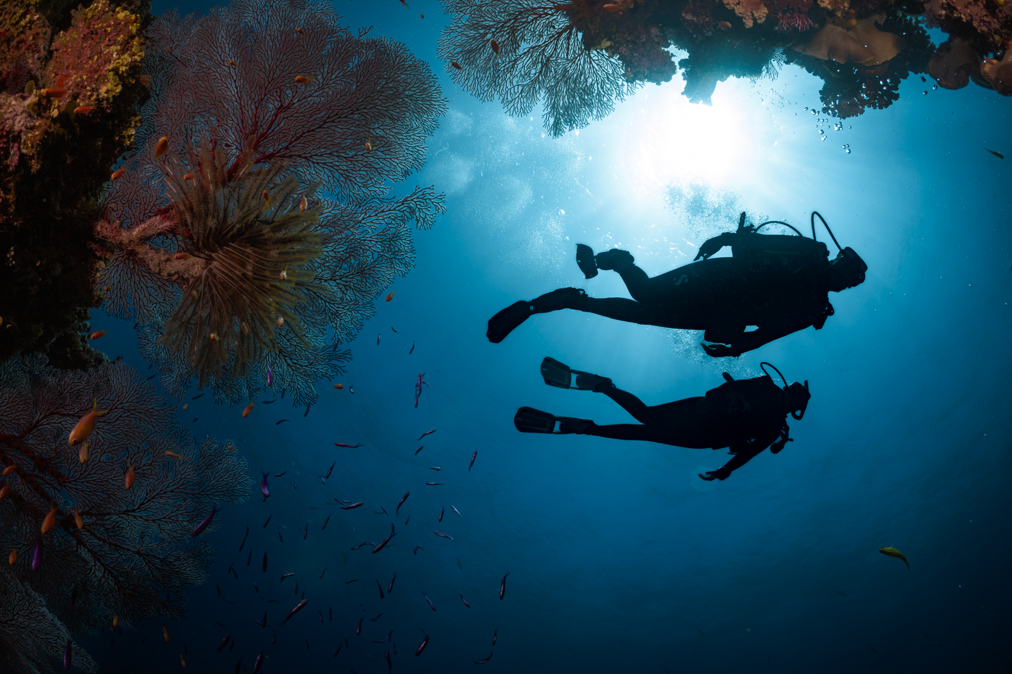 two divers explore the underwater world