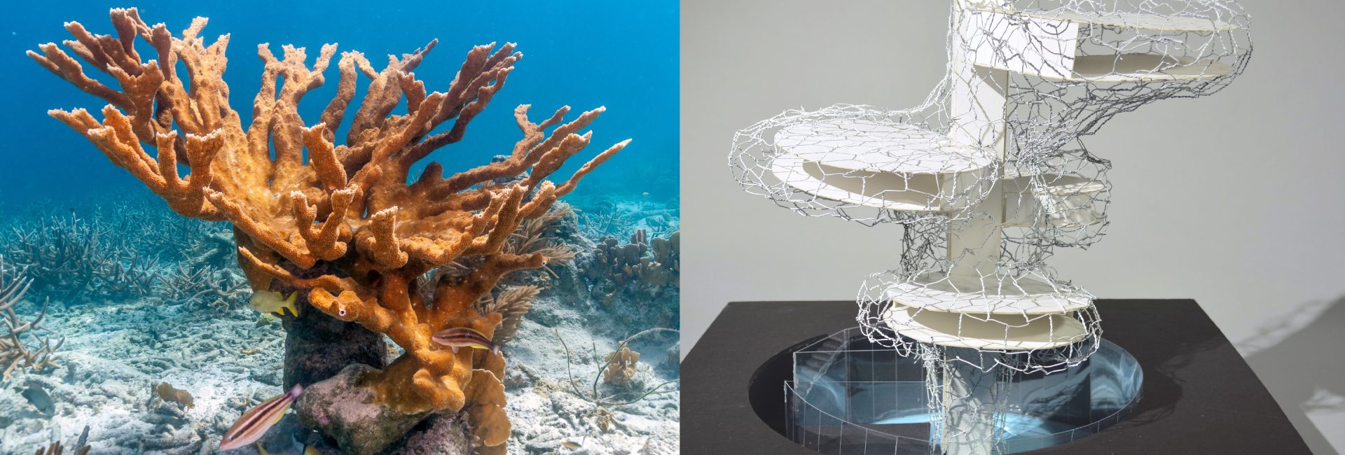 17 Year Old Master Scuba Diver Combines Architecture and Ocean Conservation