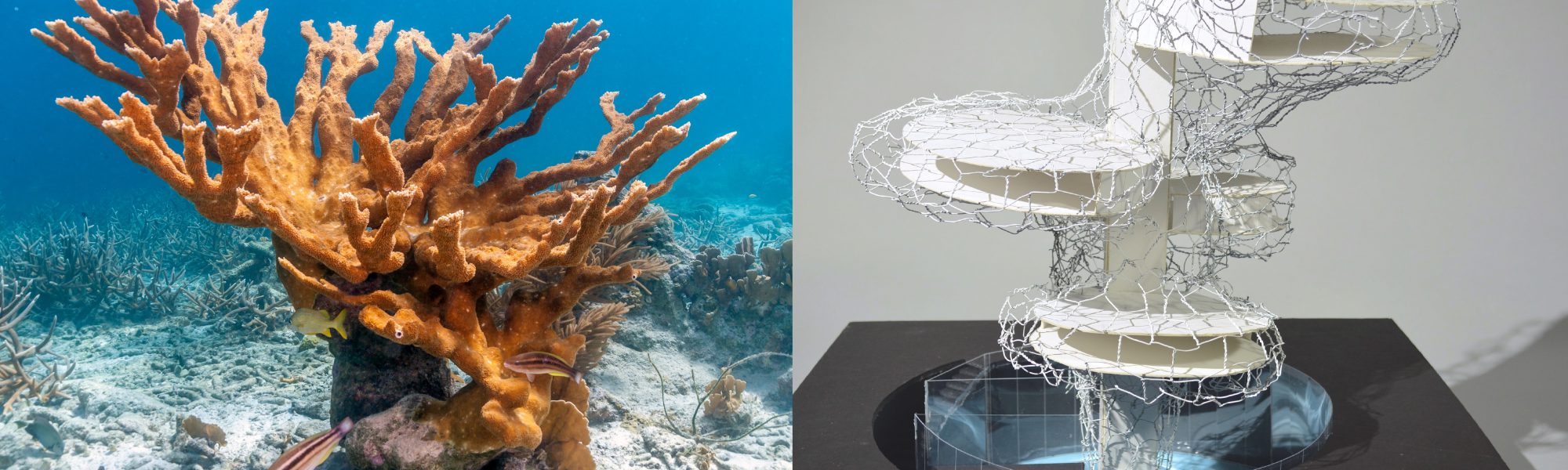 17 Year Old Master Scuba Diver Combines Architecture and Ocean Conservation