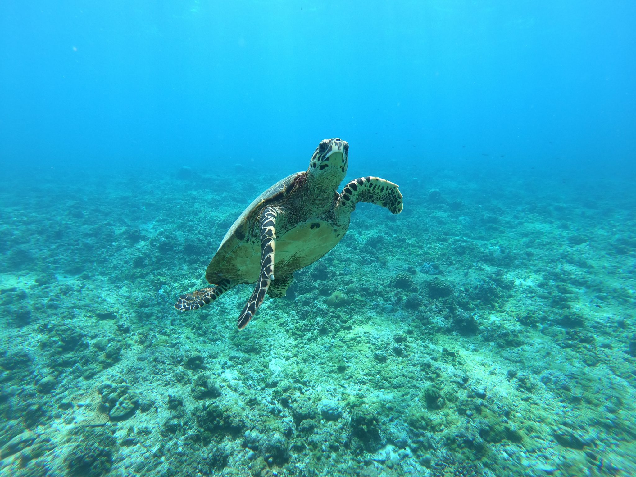 Lakshadweep tropical clear water with a turtle swimming by marine life in india