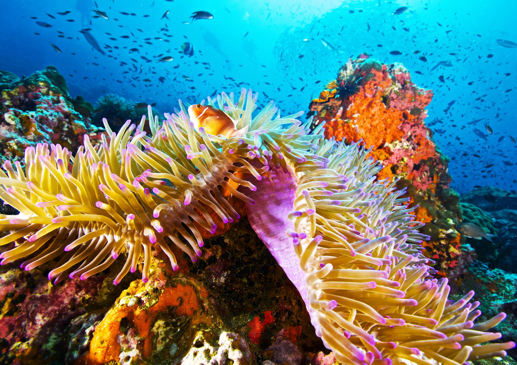 Underwater - Coral Reef- Koh Phangan