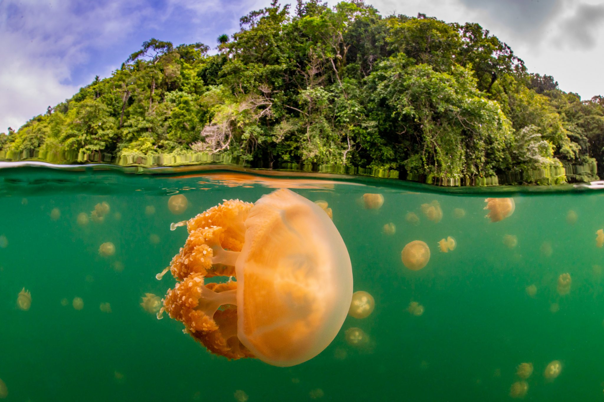 Palau's Jellyfish Lake above and below the surface, which is filled with jellyfish, one of the most common ocean animals