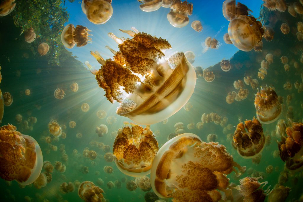 Golden jellyfish swim in the sunlight