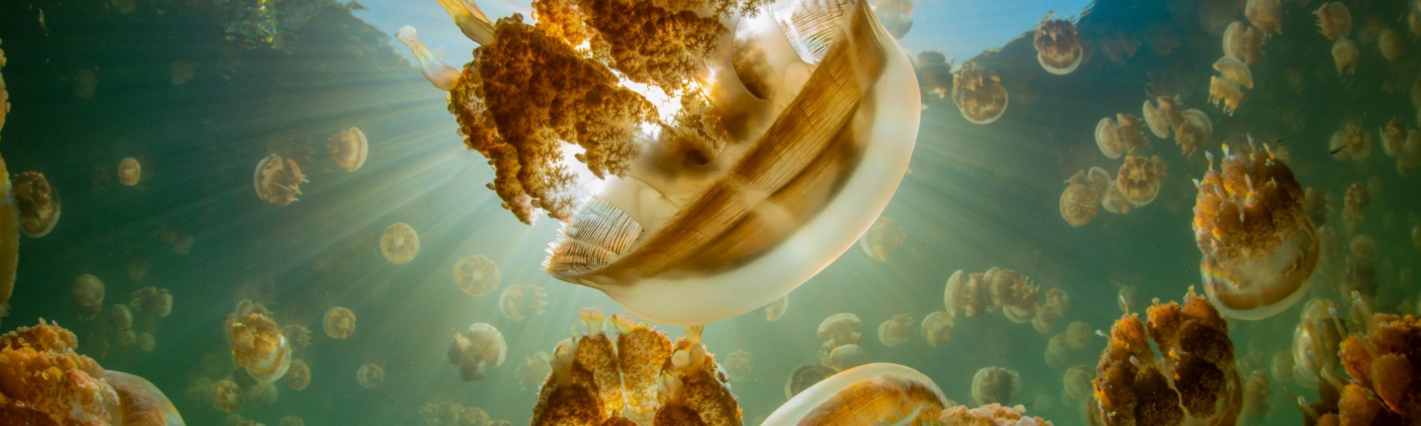12 de las especies marinas más antiguas que existen hoy