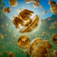 Golden jellyfish swim in the sunlight