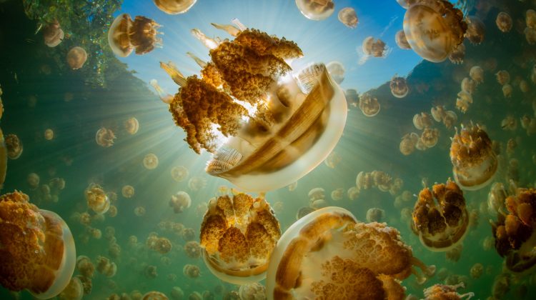 Golden jellyfish swim in the sunlight