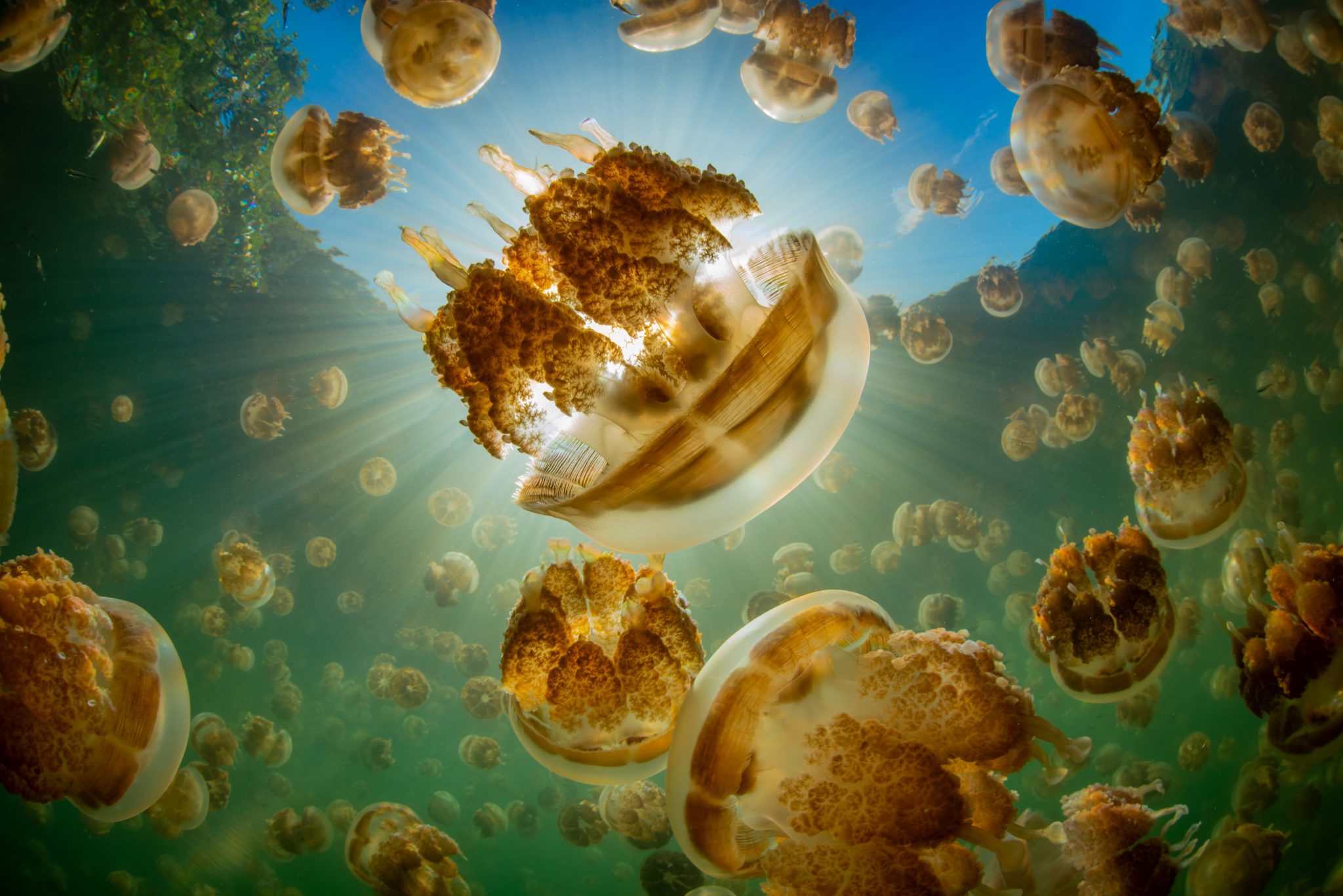 Hundreds of golden jellyfish in Palau, where snorkelers and freedivers can swim among them for a unique marine encounter