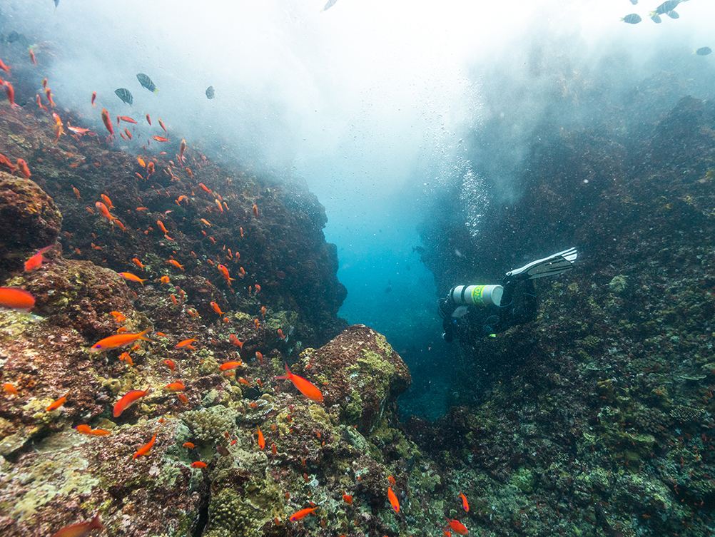 Sumatra - Indonesia - scuba diving - underwater