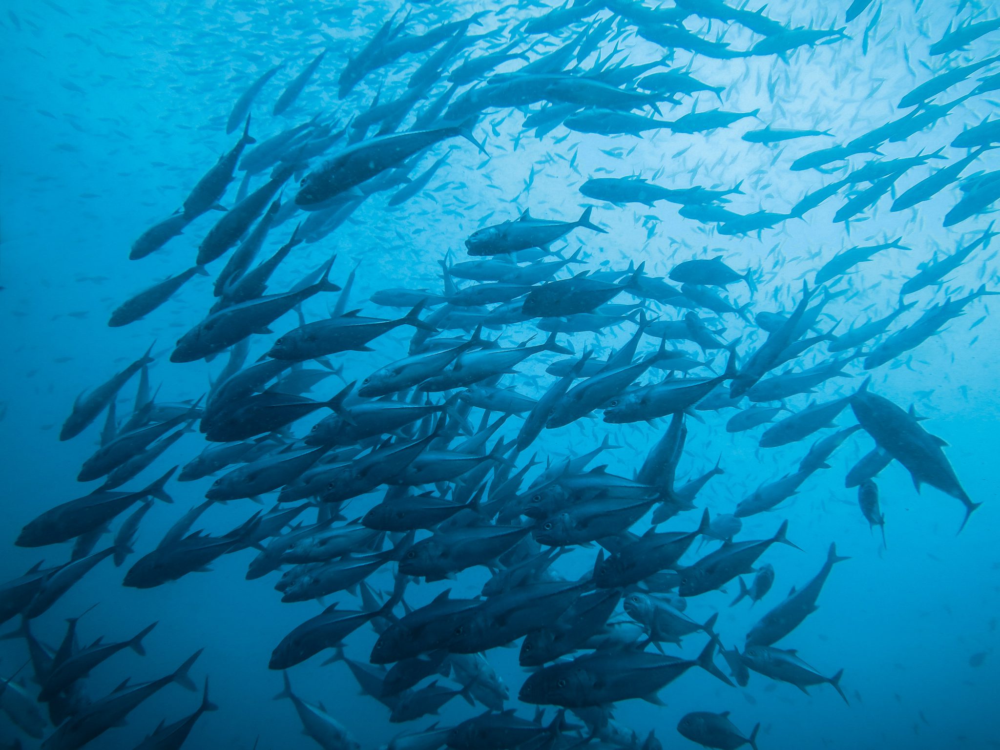 Sumatra - Indonesia - fish - underwater