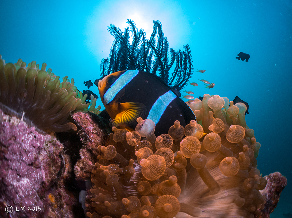 Sumatra - Indonesia - fish - underwater