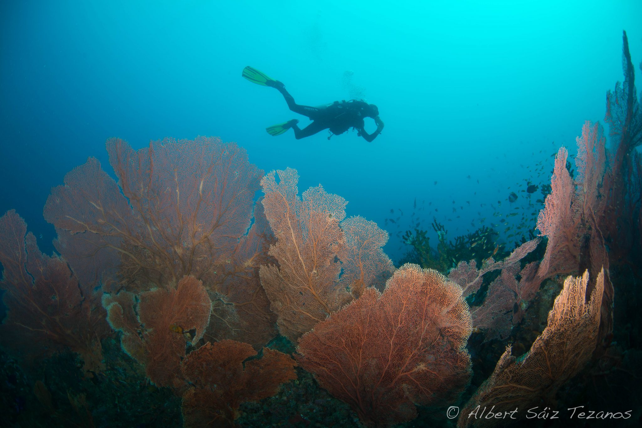 Sumatra - Indonesia - scuba diving - underwater