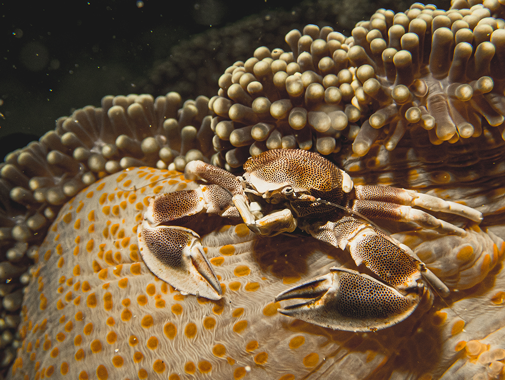 Sumatra - Indonesia - crab - underwater
