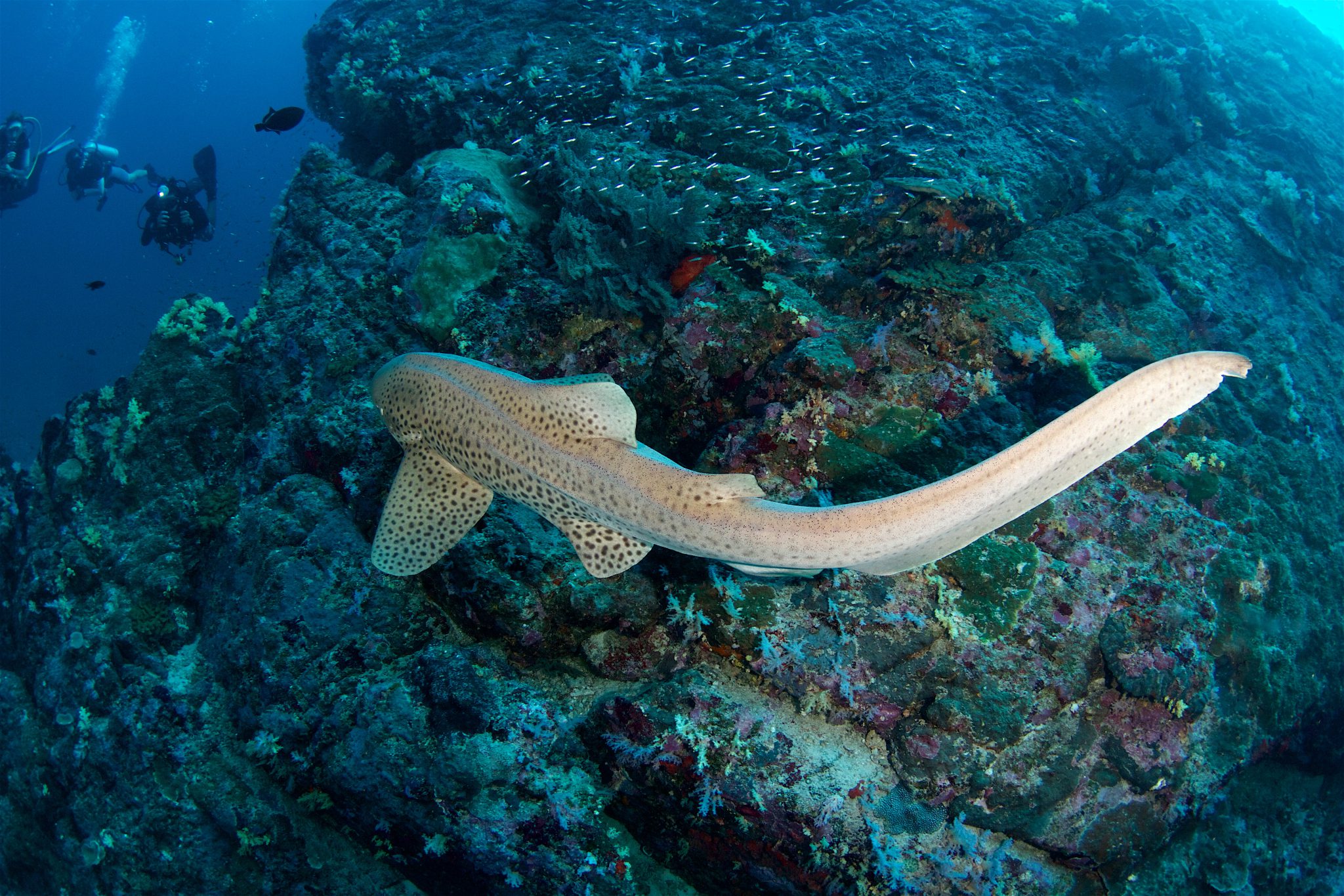 Phi Phi Island - Thailand - Underwater - Shark