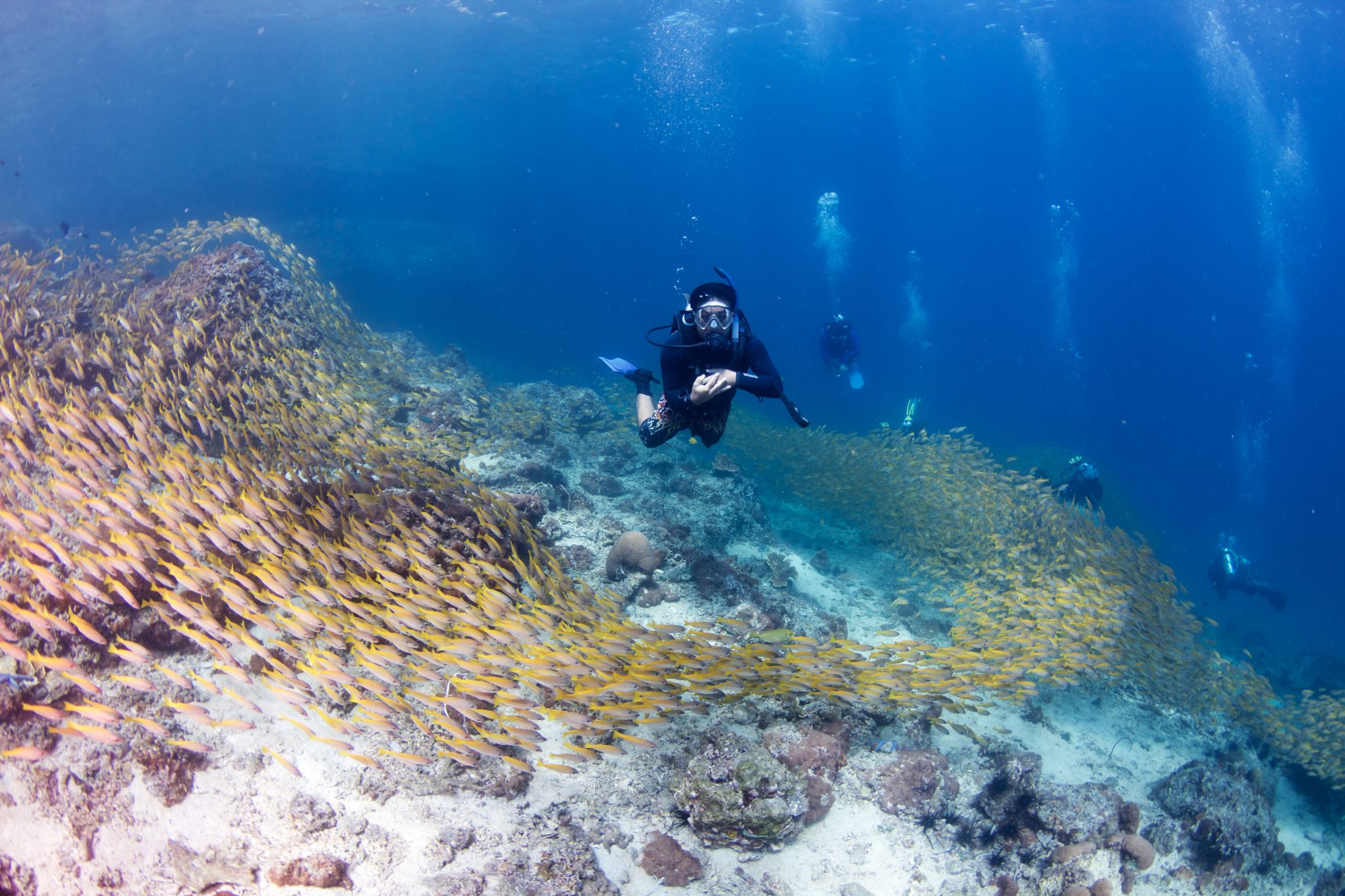 Phi Phi Island - Thailand - Underwater
