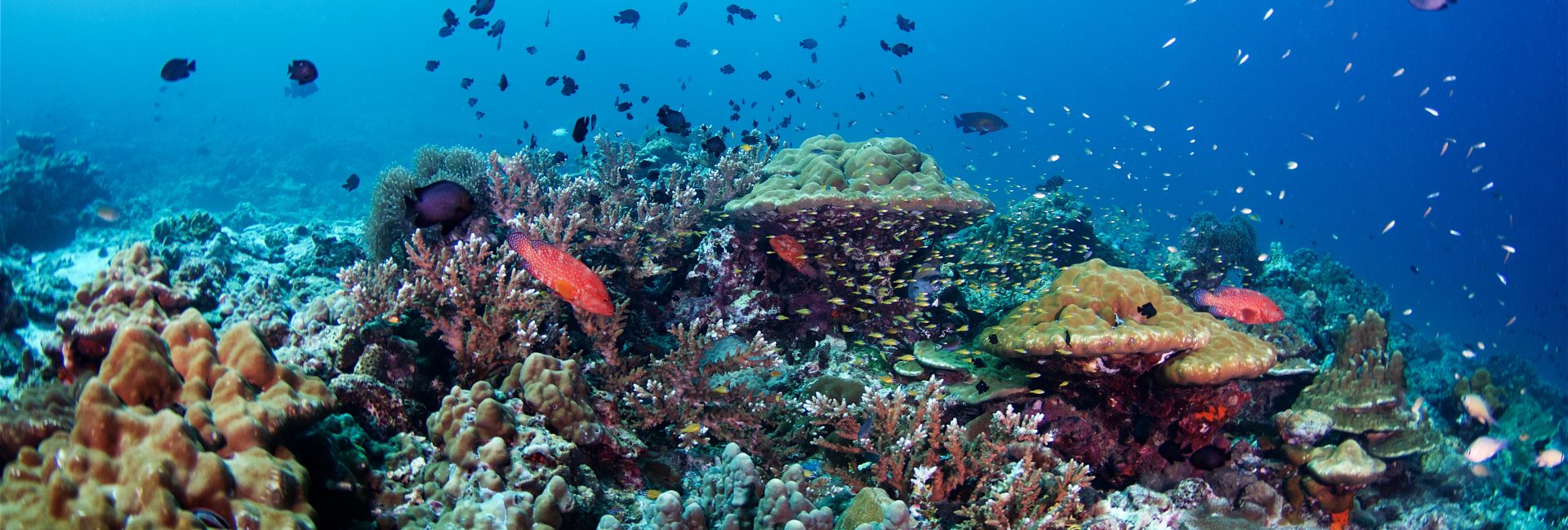 Pristine Corals Discovered on Volcanic Barren Island
