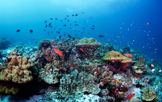 Phi Phi Island - Thailand - Underwater - Coral Reef