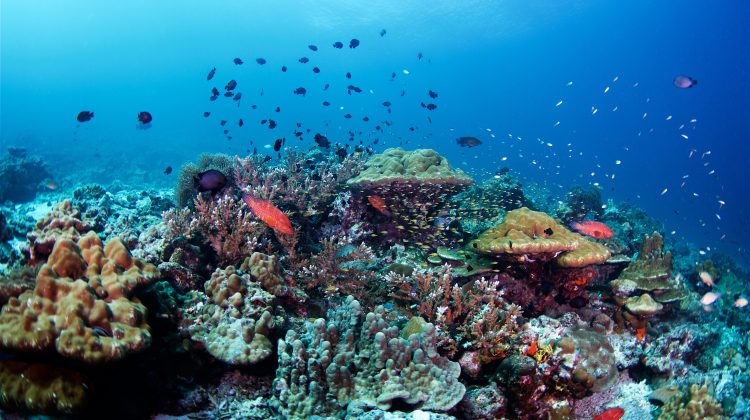 Phi Phi Island - Thailand - Underwater - Coral Reef