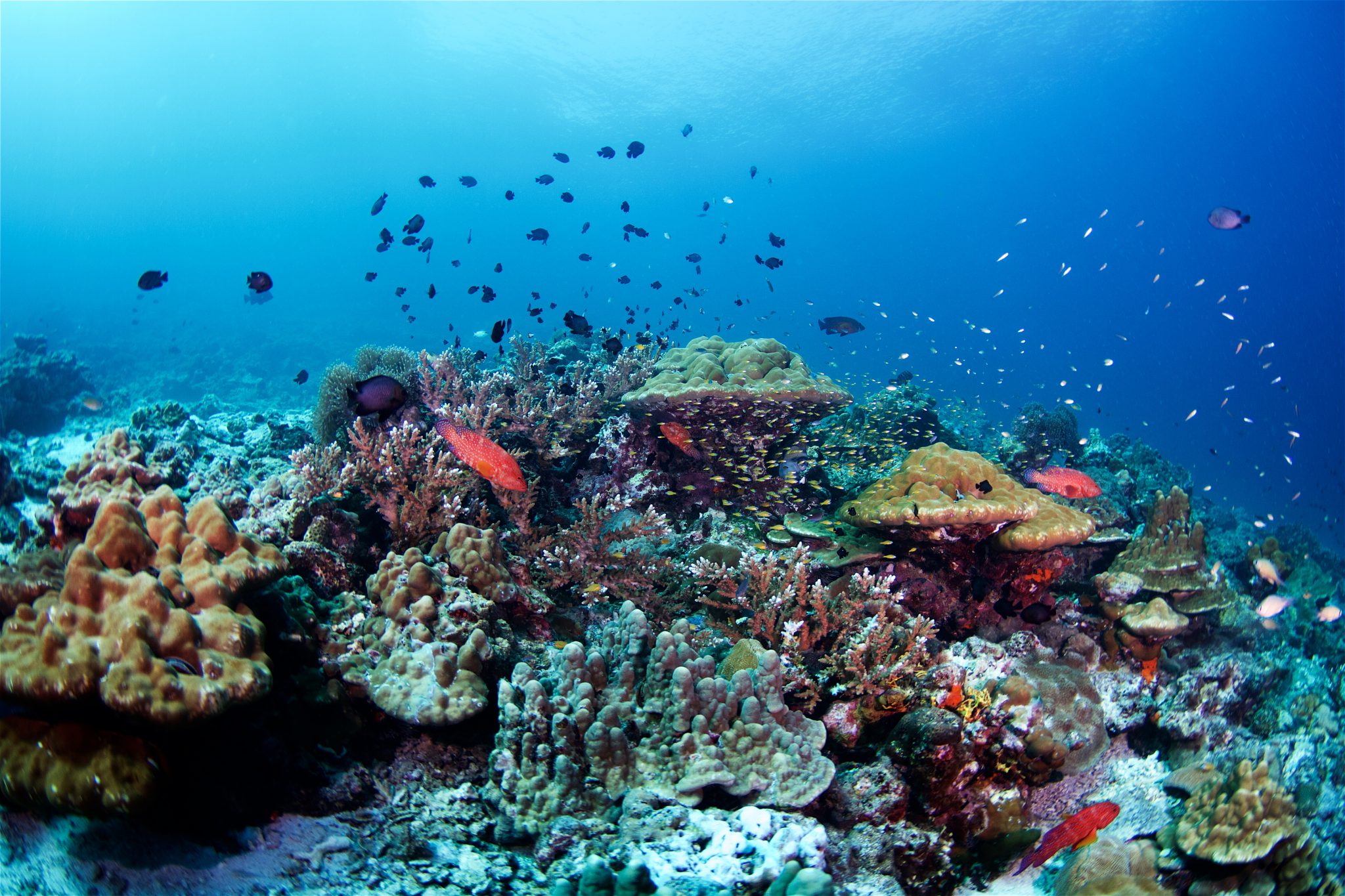 Phi Phi Island - Thailand - Underwater - Coral Reef