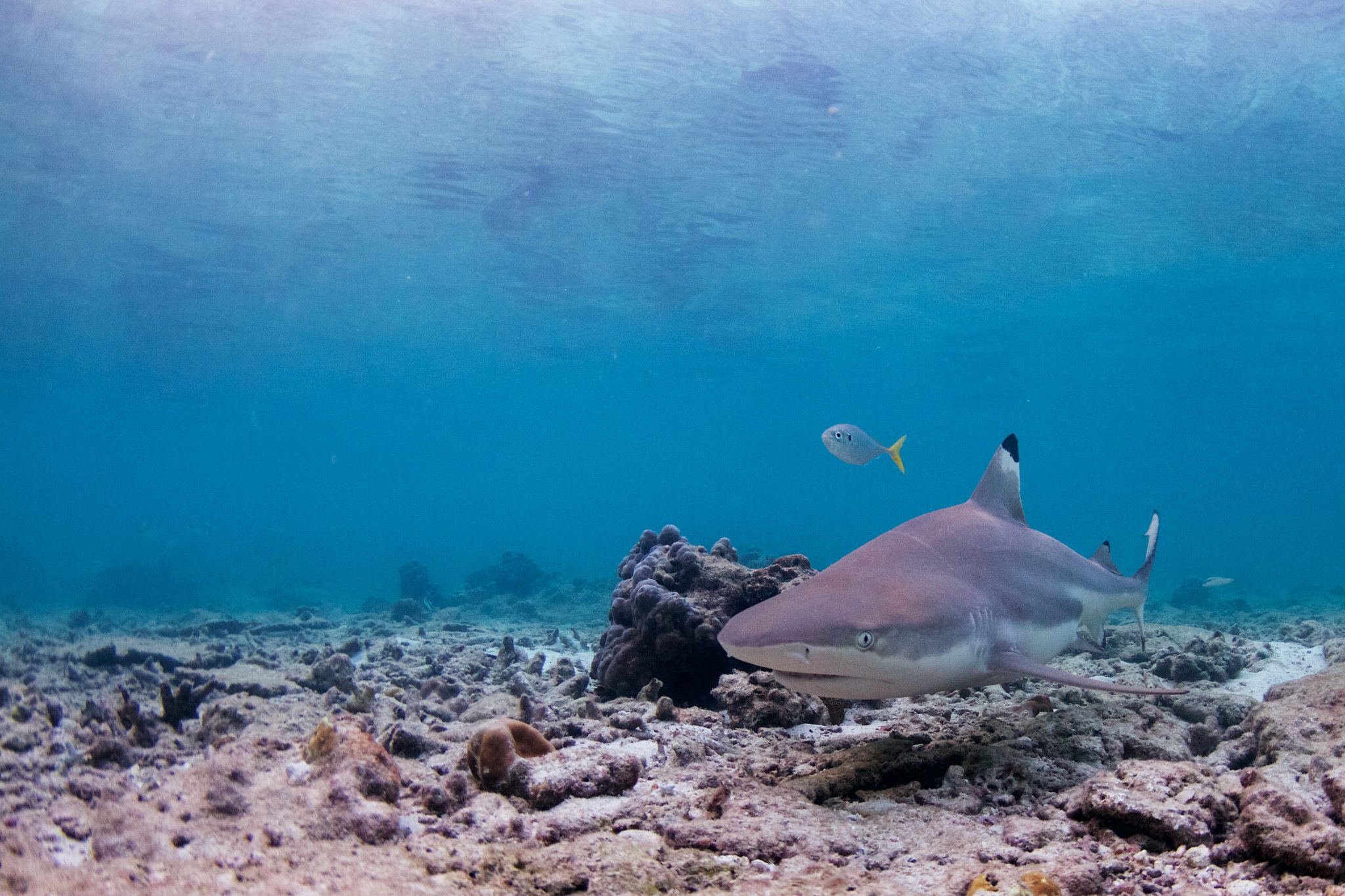 Phi Phi Island - Thailand - Underwater - Shark