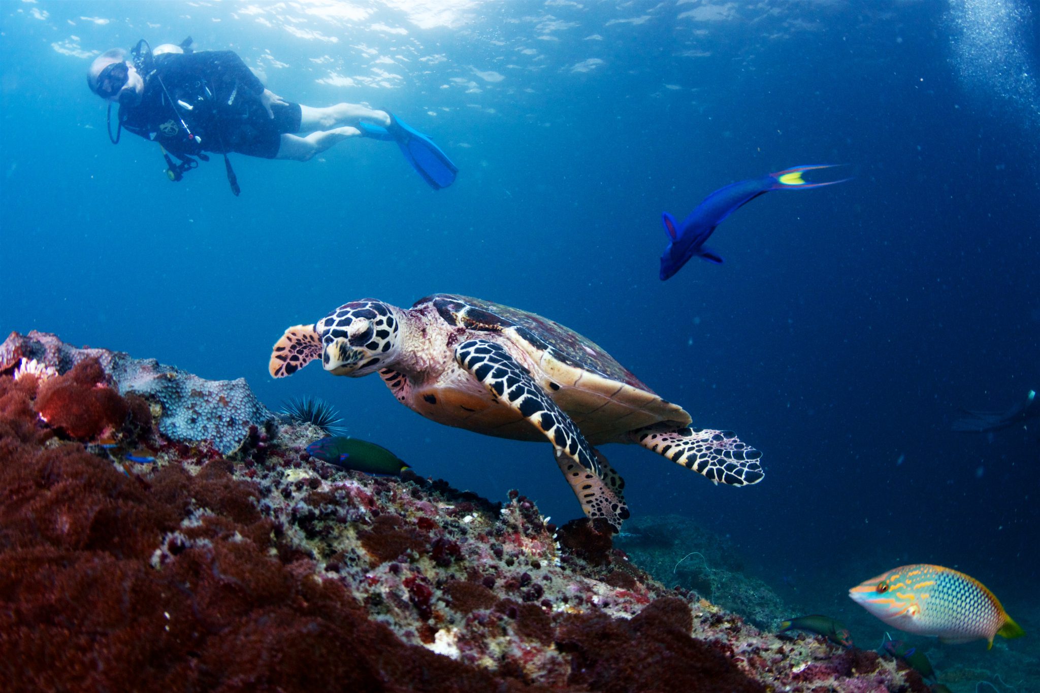 Phi Phi Island - Thailand - Underwater - turtle