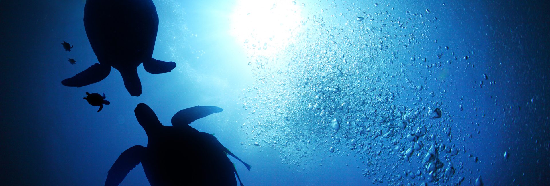 Dive Into Romance – a Valentine’s Day Gift Guide