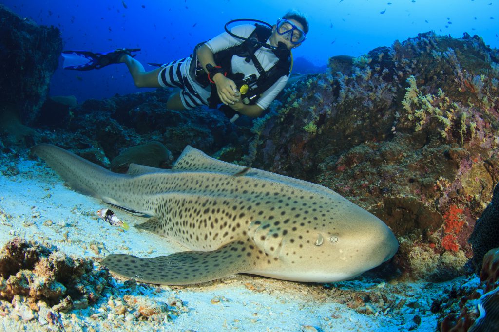 a scuba diver hovers above a zebra shark lying in the sand