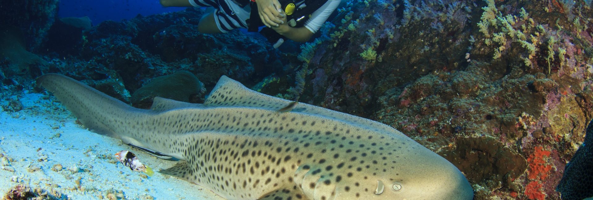 Leopard Shark, Zebra Shark, or Both?