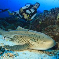 a scuba diver hovers above a zebra shark lying in the sand