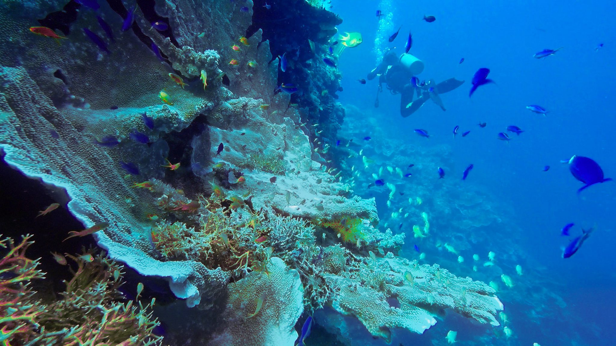 Padre Burgos - Philippines - Scuba Diving