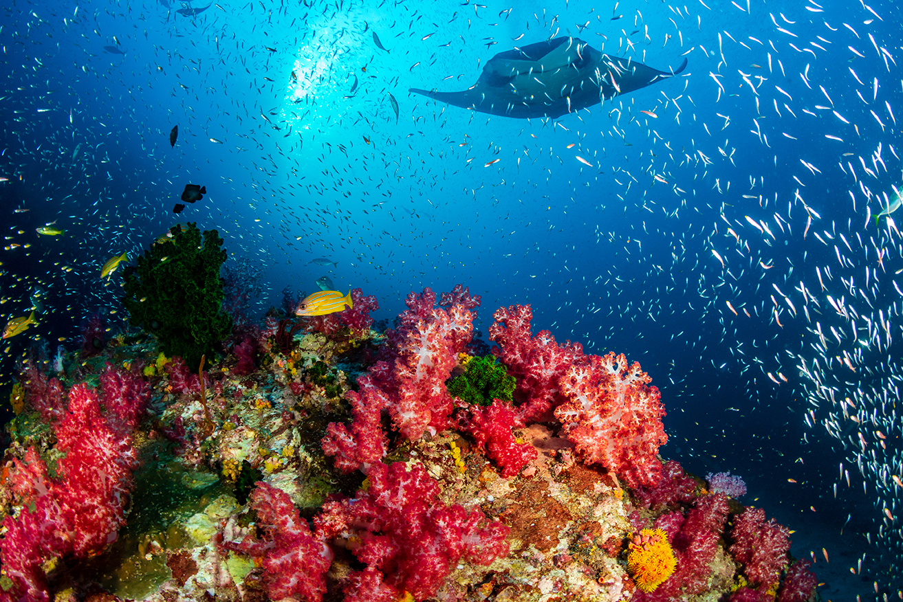 A manta ray approaches a vibrant, colorful coral reef in the Maldives atolls, one of the top scuba destinations for megafauna