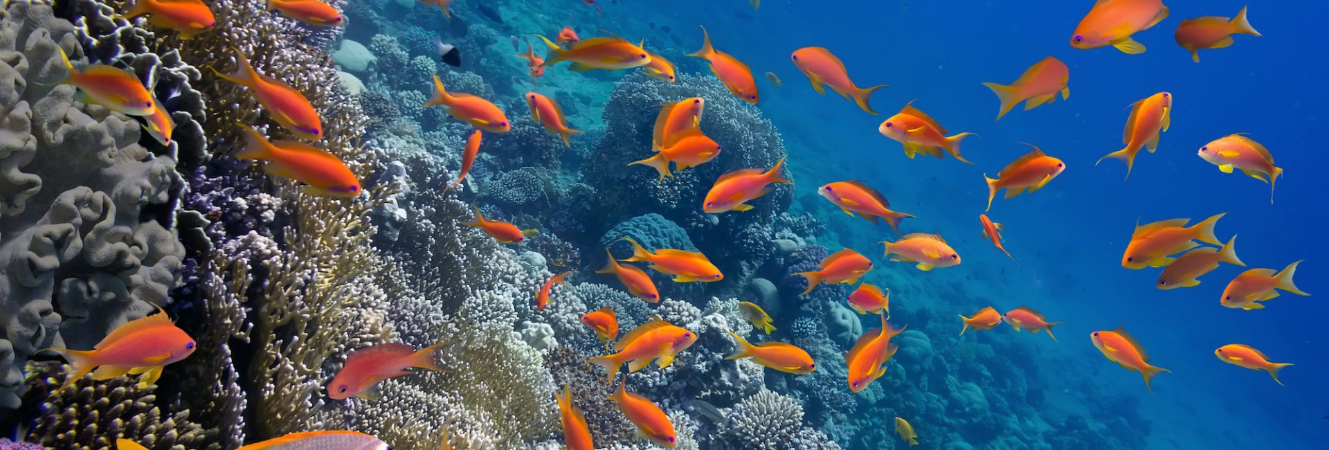 Scuba Diving and Antidepressants