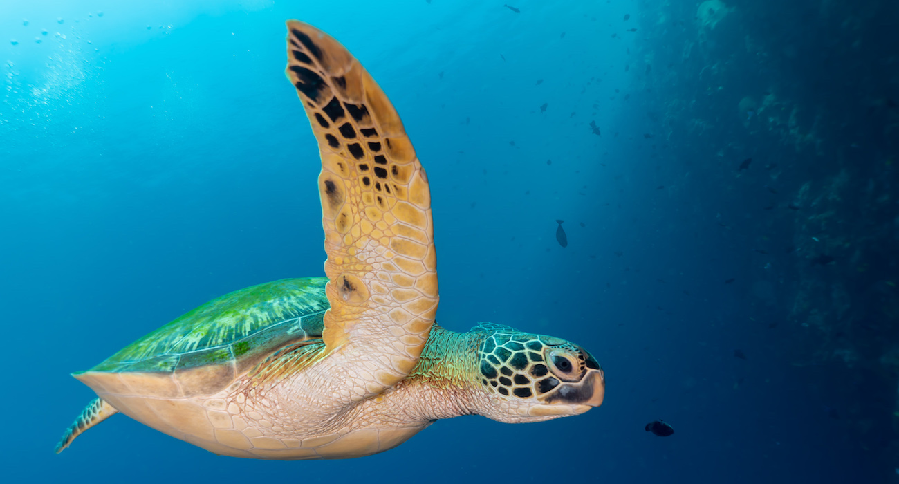 bunaken marine park