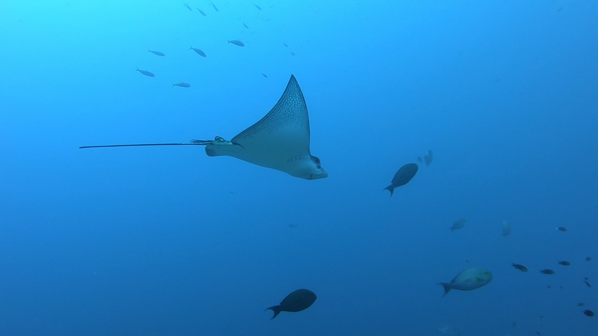 Lakshadweep India eagle ray swimming in open tropical clear water marine life in india